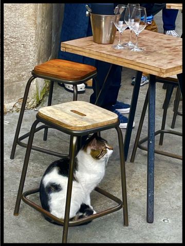 Chat à l'heure de l'apéritif